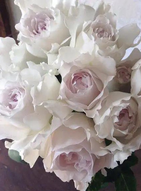 莎菲天使玫瑰月季花苗p稀有新品日月河本纯子白色淡紫灌木浓香切