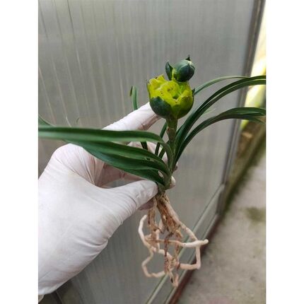 精品兰花送春奇花宝莲灯x叶上花矮种桌面绿植小盆栽