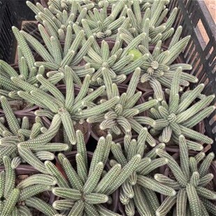 仙人柱白檀杂交毛毛虫白马开E花仙人球多肉植物仙人掌