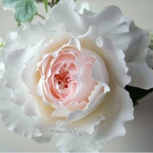 推荐新品日月 佩尔朱克月季花苗 切花玫瑰花苗大花水果香(枝细)