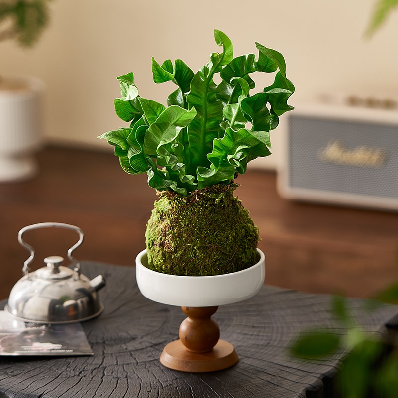 火焰鸟巢蕨金钱树苔藓球苔玉盆栽办公室内桌面绿植好养水培植物