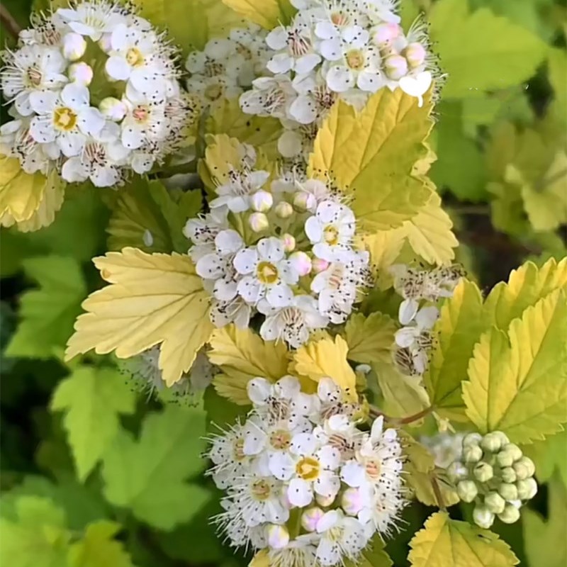 金叶紫叶风箱果成品大苗盆栽多年生耐寒耐热庭院花园花镜调色植物