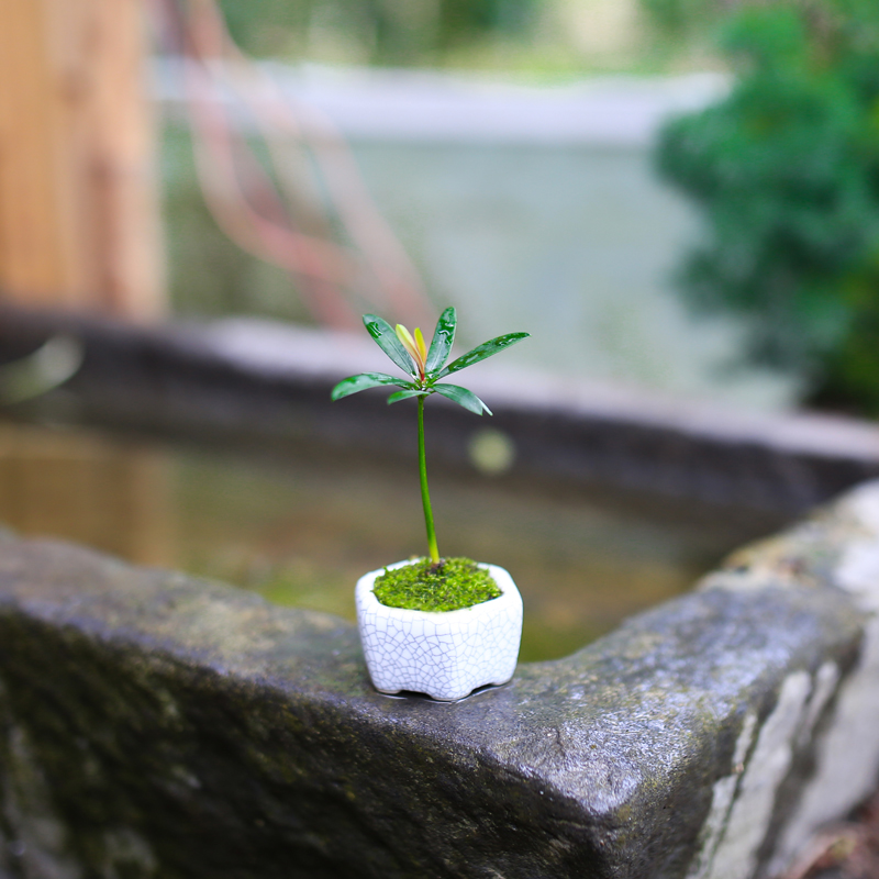 海岛罗汉松指尖微型办公室迷你常青盆栽室内桌面小摆件观叶绿植