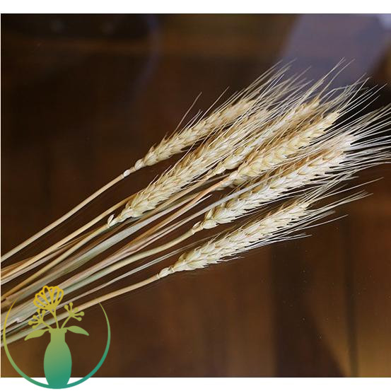 稻穗装饰 纯天然真稻子稻谷干花 桌摆造景布景 丰收拍摄影道具