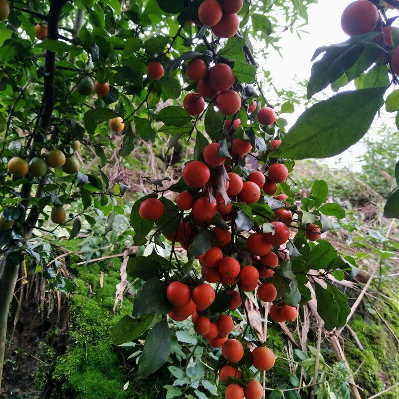 挂果金弹子盆景素材重庆市江津区原生灌木金弹子碳化老树桩