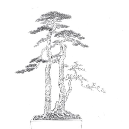 盆景设计图素材