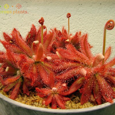 食虫植物--格拉莫哥【香花茅膏菜】茅膏菜毛毡苔毛膏菜食虫草
