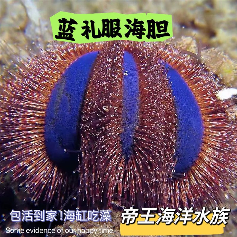 蓝礼服海胆紫海胆马粪海胆海水缸除藻清洁观赏工具生物造景好养
