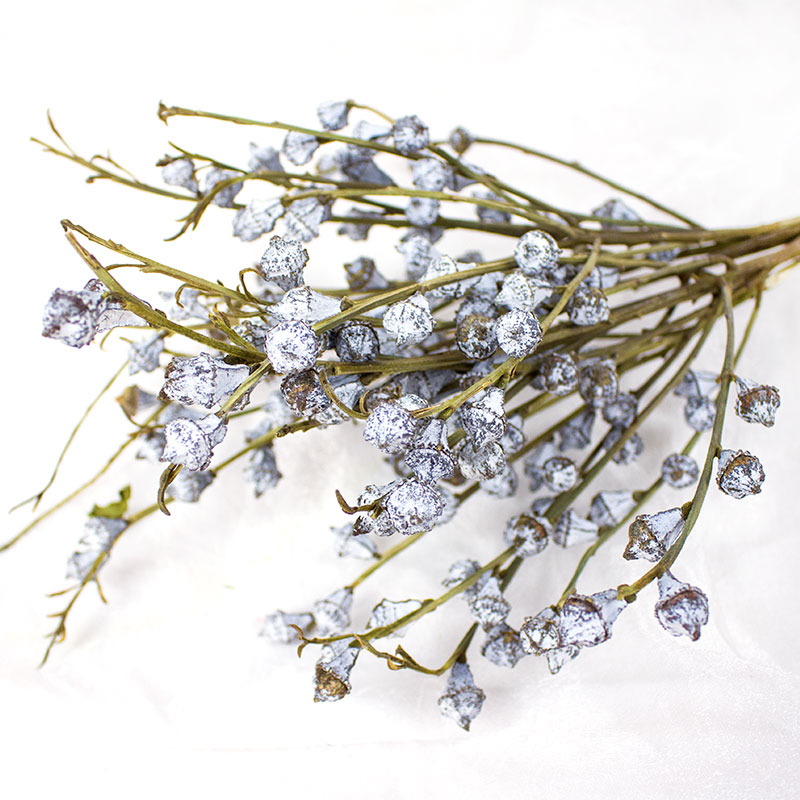 尤加利果 干花老果桉树果树枝家居装饰云南真花拍照混搭自然花材