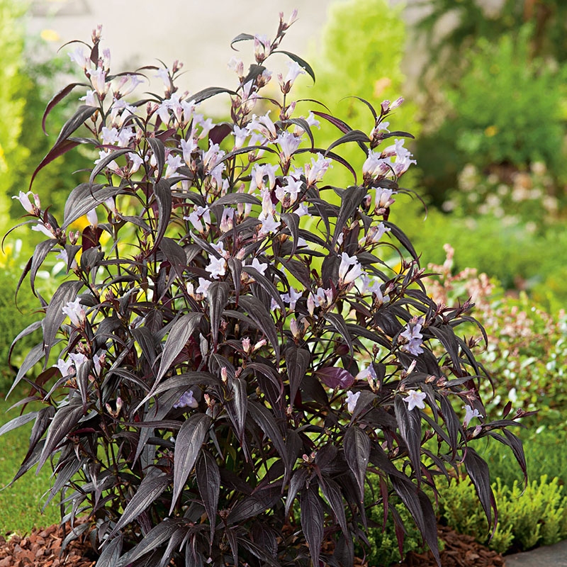 花镜植物紫叶马兰盆栽阳台庭院花园多年生耐寒耐热开花植物木本