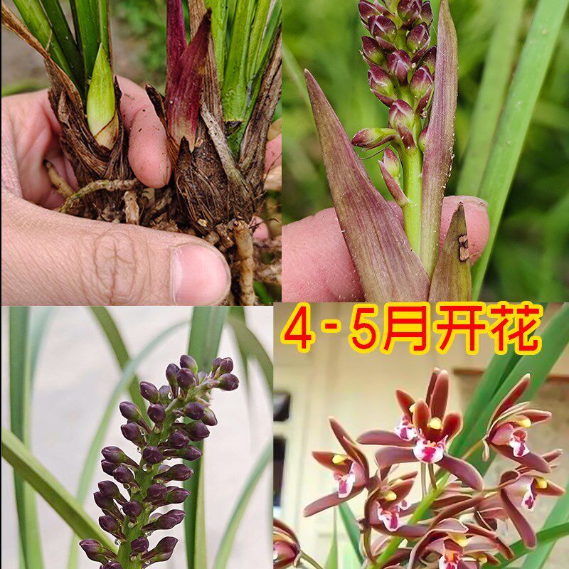正宗蜜蜂兰盆栽绿植花卉兰花苗蜜蜂兰引蜂兰花盆景蝉兰虎头兰