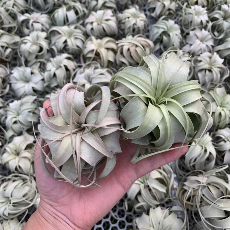 空气凤梨 霸王小号 形态美室内桌面绿植盆栽花草礼品礼物