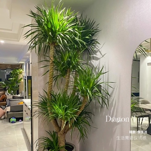 龙血树大型室内盆栽多头龙须树绿植物客厅大棵网红血龙树造型盆景