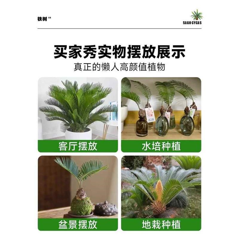铁树盆栽植物小树苗苏铁四季常青室内阳台盆景龙铁好养绿植花卉