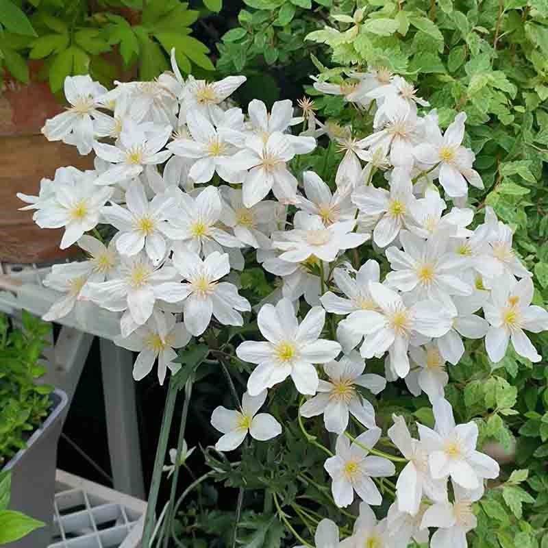 雪崩铁线莲花庭院爬藤攀援植物花卉阳台盆栽好养绿植庭院大花四季,鲜花速递/花卉仿真/绿植园艺,绣球/木绣球/木本植物,淘宝优惠券,粉丝福利购,淘宝优惠卷