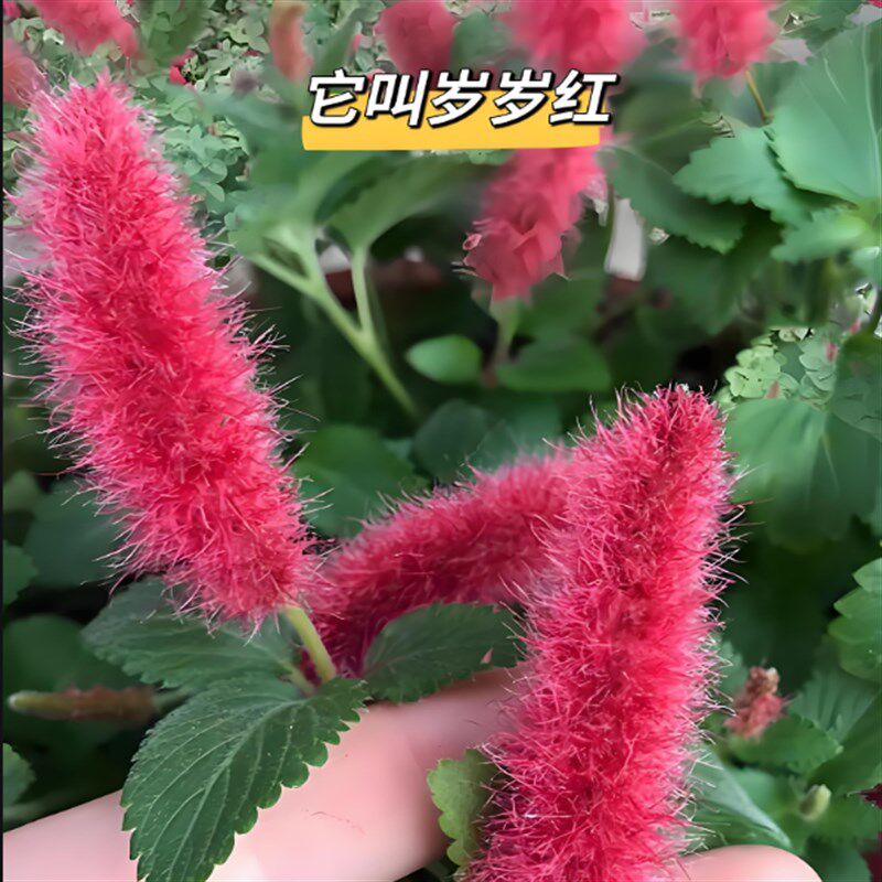 红樱吊兰盆栽狗尾花垂吊年宵花卉四季循环开花耐热岁岁红猫尾红