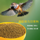 蓝靛颏鸟食鸟饲料靛颏鸟鸟食鸫科小型观赏鸟鸟粮高蛋白促消化细颗