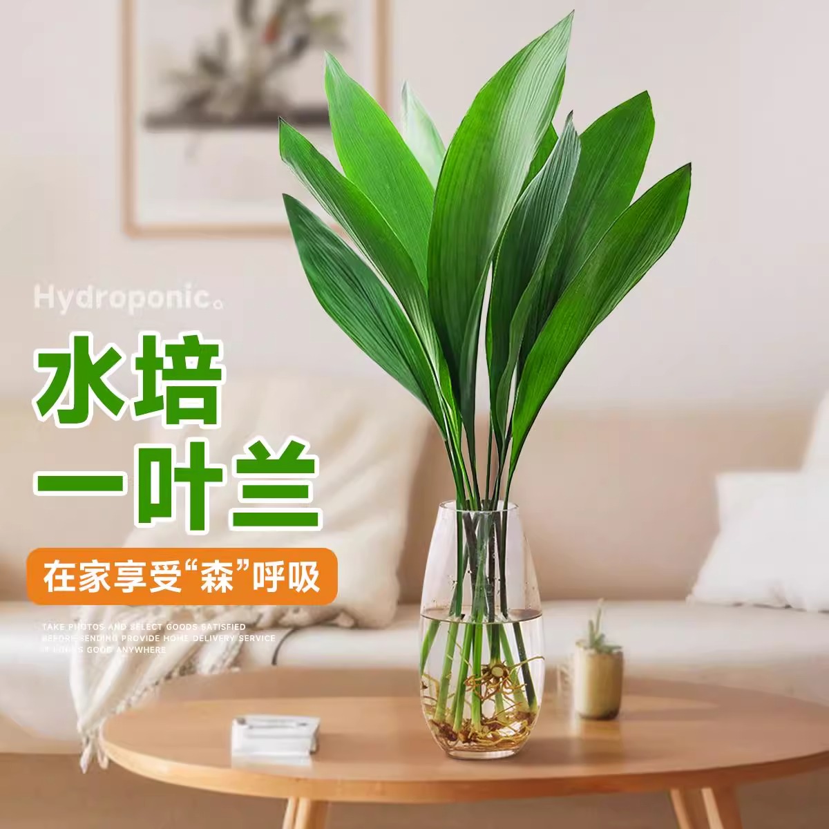 一叶兰水培植物绿植好养