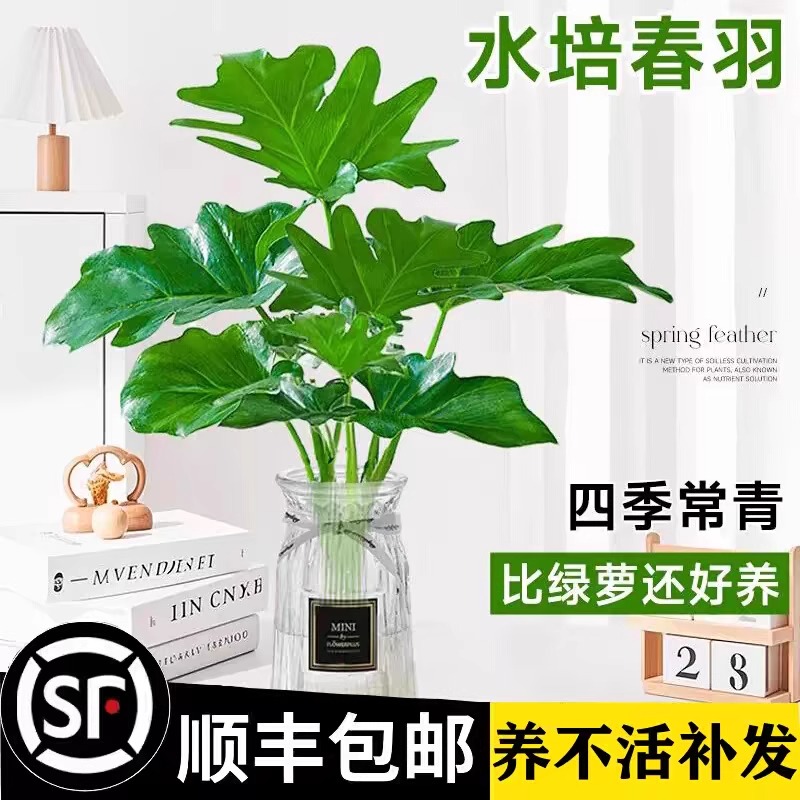 春羽水培植物盆栽客厅办公室