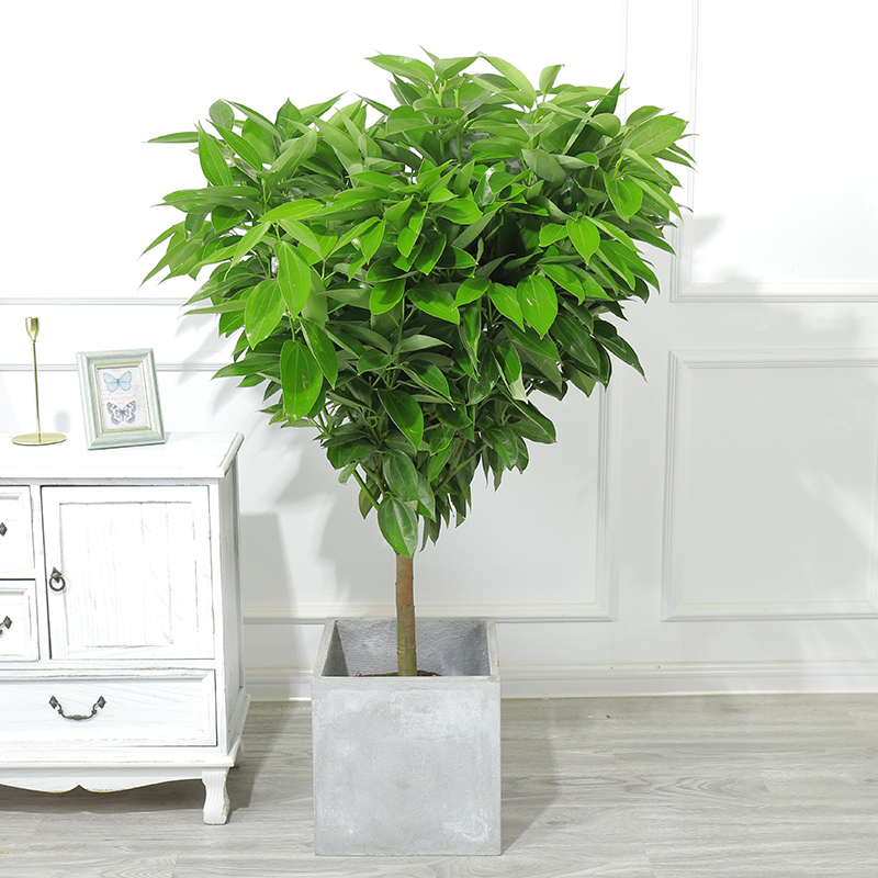 平安树元宝树幸福树盆栽大型绿植花卉室内客厅办公室植物盆景