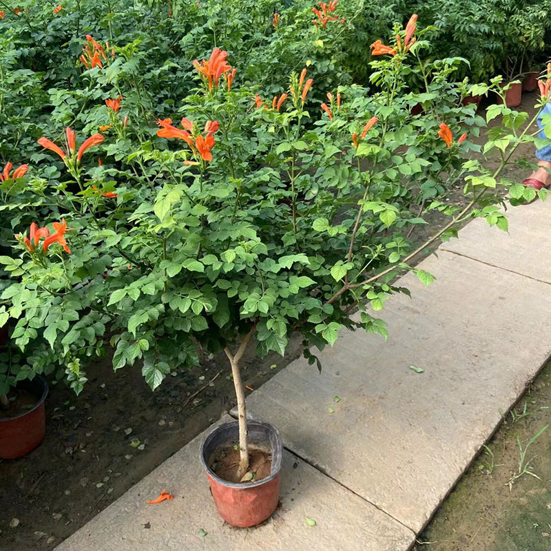 凌霄花苗树爬藤植物开花盆栽型好阳台庭院带花苞原盆发货四季耐寒