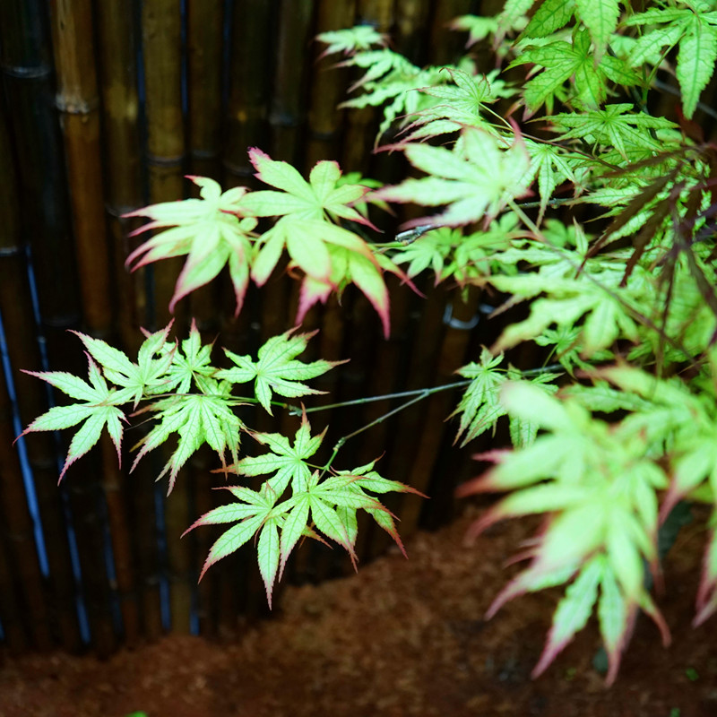 精灵枫树 多分枝脉叶品种 盆栽树苗 脉叶红枫 庭院盆栽花园绿植