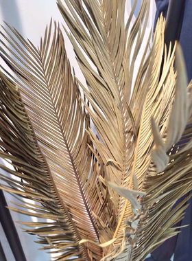 铁树叶干 支枯叶子 铁树枯叶婚庆装饰造景布置拍摄道具摆