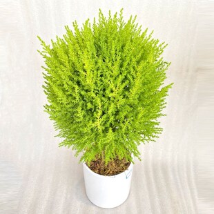 常青绿植室内好养香冠柏 柠檬香味黄金香松盆栽植物圣诞树盆景四季