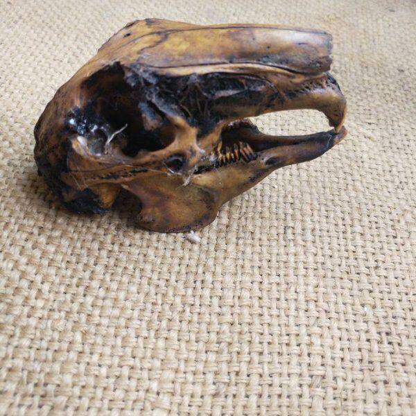 班级装饰真品完整智慧头骨标本兔子头摆件家装饰品美国 兔动物