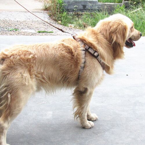 狗狗牵引绳泰迪狗链子小型中型大型犬猫咪胸背带遛狗绳子宠物用品