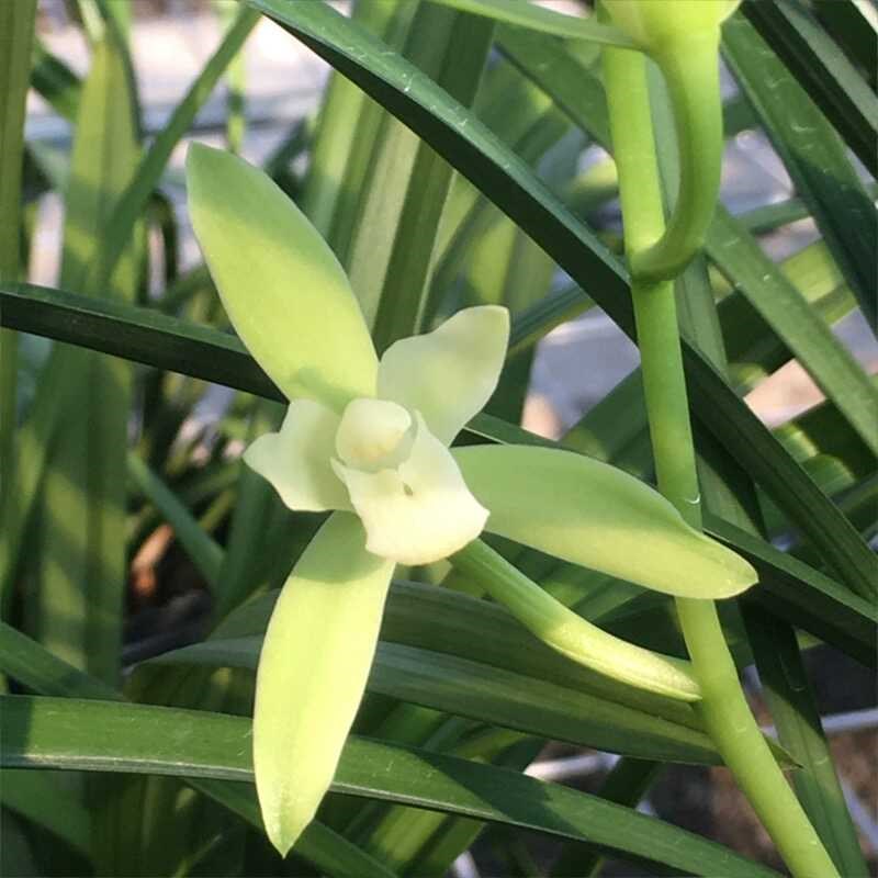 四季建兰铁骨素兰花盆栽新手好养室内绿植盆栽好养易活易花花卉