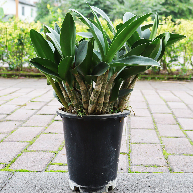 澳洲大明石斛名贵黄花大明石斛兰盆栽绿植室内外观赏移植