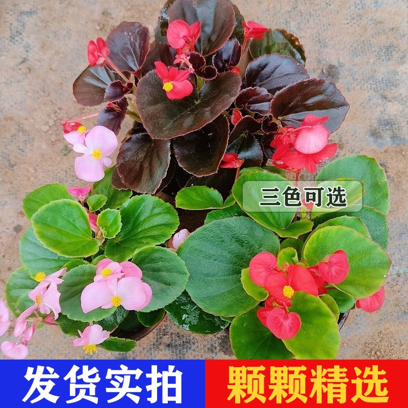 四季海棠花盆栽室内庭院四季开花玻璃翠秋海棠新手好养易养活