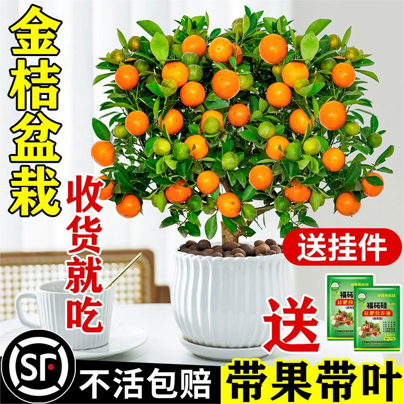 四季金桔树盆栽可食用带果脆皮橘子树苗室内阳台驱蚊植物花卉绿植