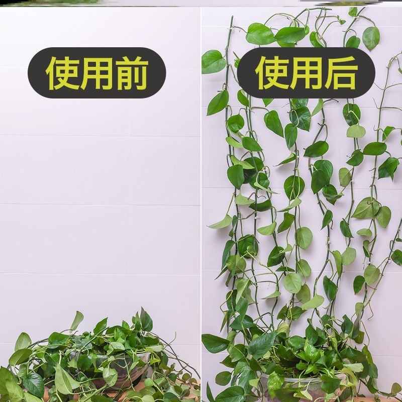 爬山虎蔓绿绿色室外草绿萝花架花自粘式固定卡扣罗爬绑卡子藤墙虎