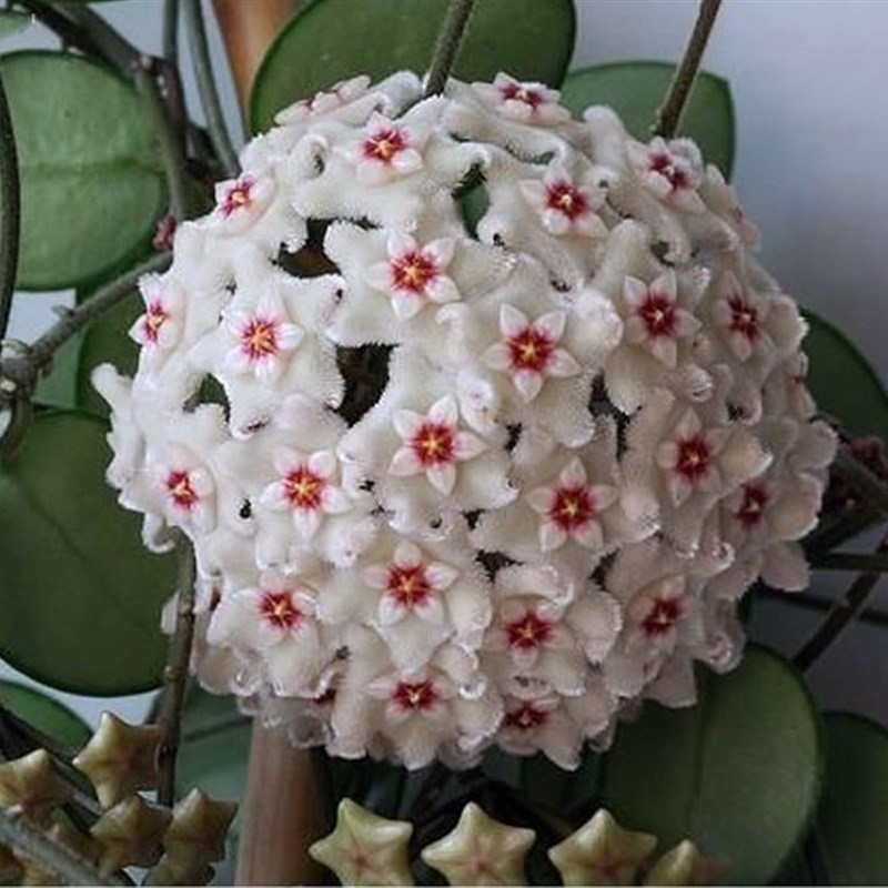 球兰花盆栽 室内爬藤垂吊植物花卉 杂交匍匐球兰 球兰大苗 带花梗