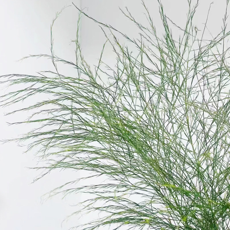 芦荀草沙草云南基地直发鲜切花绿色水养新鲜插花室内配草节日鲜花