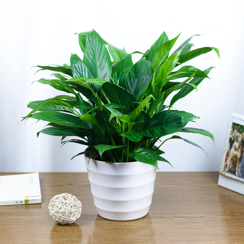 一帆风顺绿色盆栽办公桌南宁绿植可水培净化空气好养的花白掌红掌