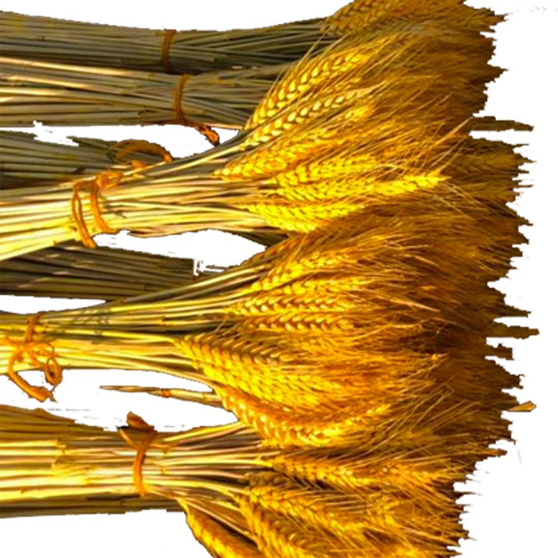 干花小麦天然麦穗开业花篮田园装饰礼品拍摄道具小麦干花真花插花