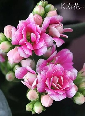 长寿花重瓣 长寿花盆栽  美化环境  进化空气  喜庆花卉绿植