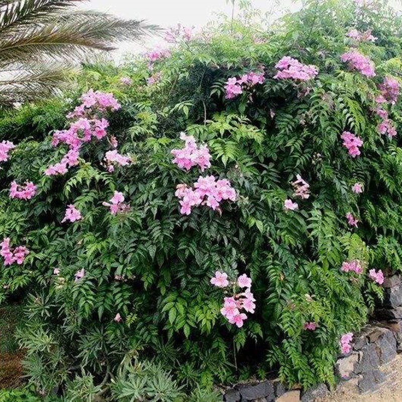 凌霄花苗爬藤植物阳台花园室外攀援花卉粉色紫云藤非洲凌霄花大苗