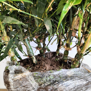 佛肚竹 罗汉竹 盆景室内盆栽 凤尾竹米竹龙竹盆栽 观赏竹子竹苗