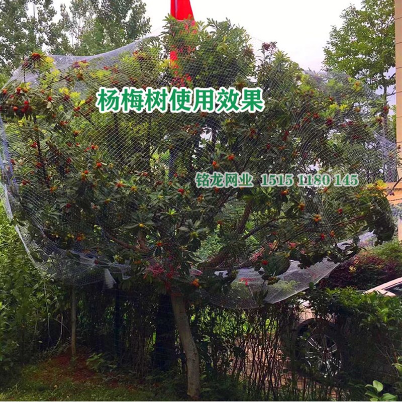 防鸟网1.5厘米网孔果园防鸟用网樱桃葡萄园防鸟网稻谷地防鸟用网