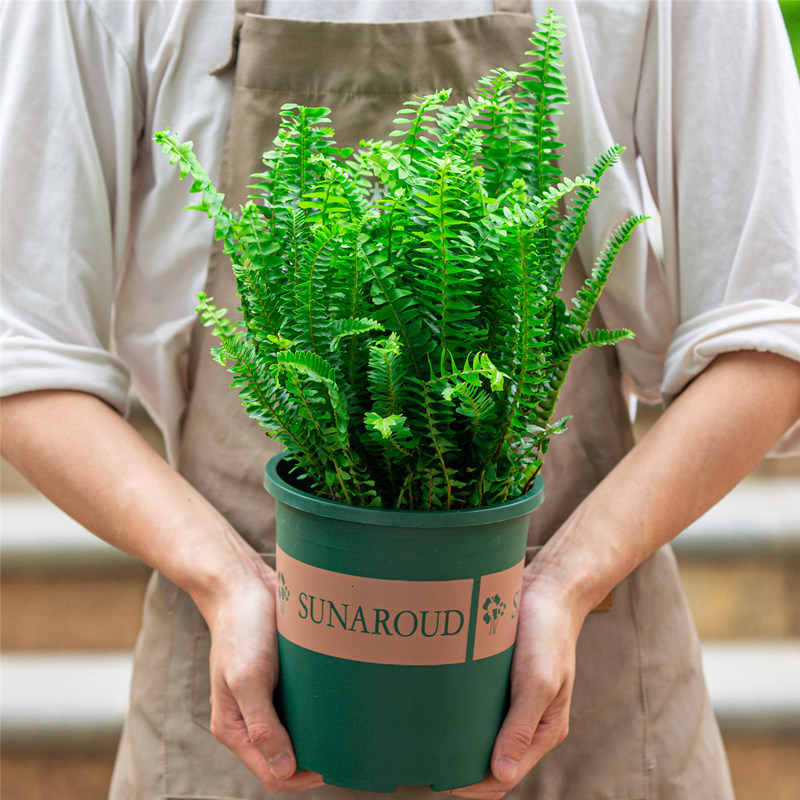 肾蕨排骨草盆栽庭院办公室客厅阳台净化空气好养植物观叶蕨类绿植