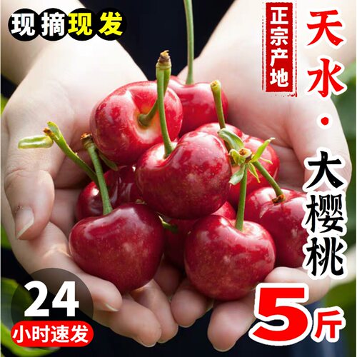 甘肃天水大樱桃新鲜水果现摘现发孕妇水果车厘子果园直供顺丰包邮