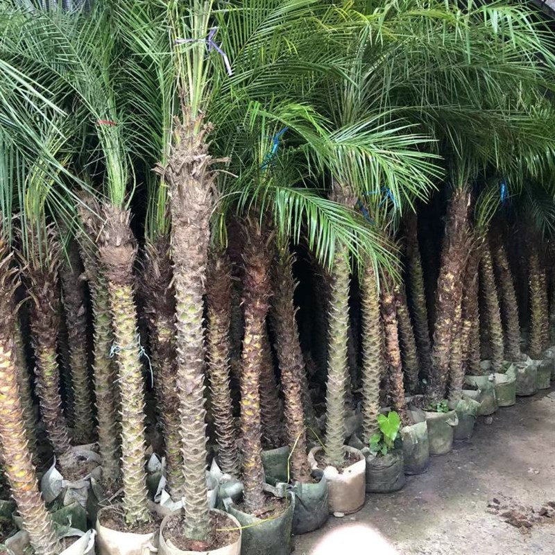 针葵椰子树植物小苗树苗盆栽棕榈树耐寒庭院庆祥大型绿植客厅盆景