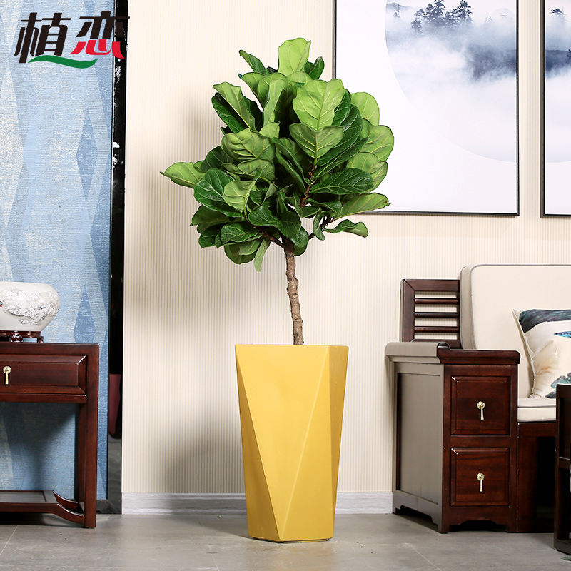 琴叶榕 室内植物水泥盆艺术类盆栽盆景花卉办公室客厅绿植 宁波