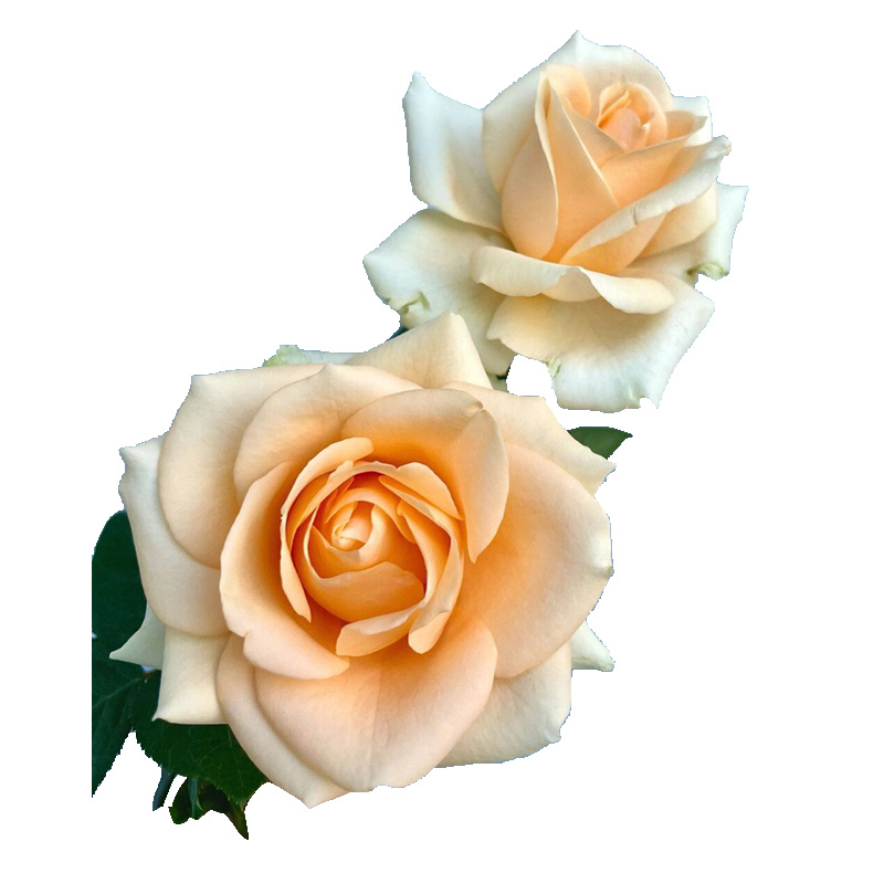 蜜桃雪山玫瑰花大苗盆栽四季开花卉阳台花园植物直立性好大朵玫瑰