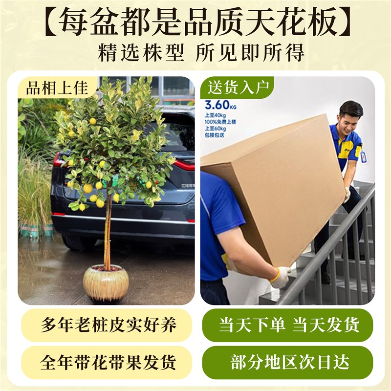 花叶柠檬树盆栽室内客厅大型花盆绿植带果真树苗阳台四季好养花卉