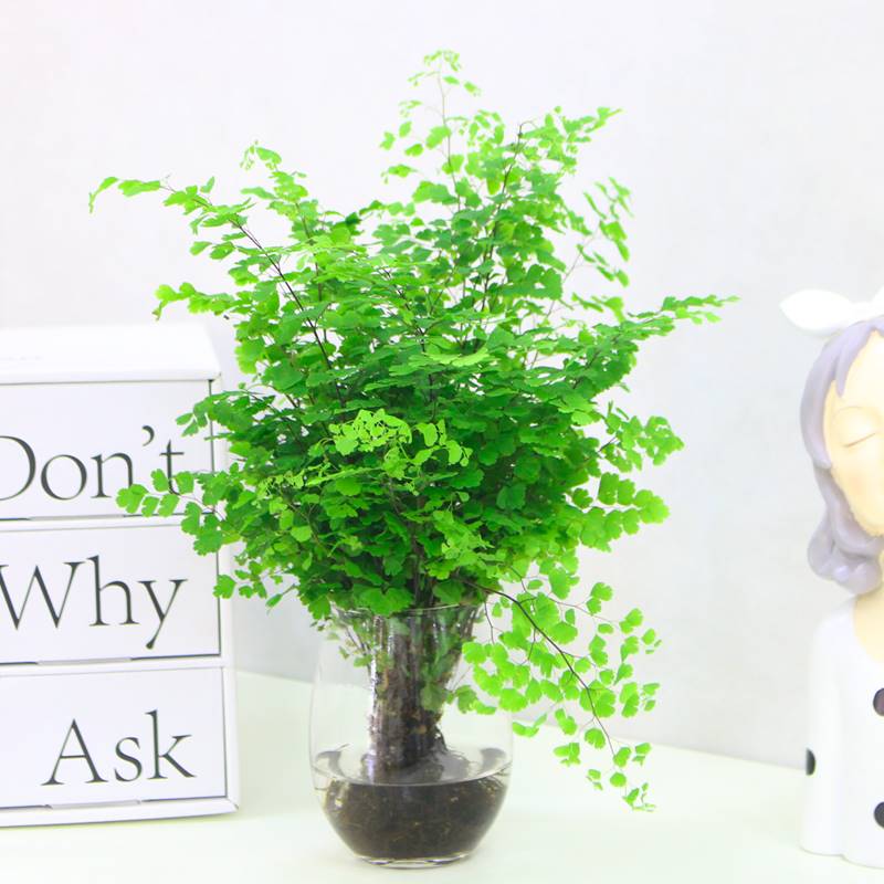 水培植物铁线蕨耐阴净化空气室内盆栽铁丝草客厅花卉四季好养绿植